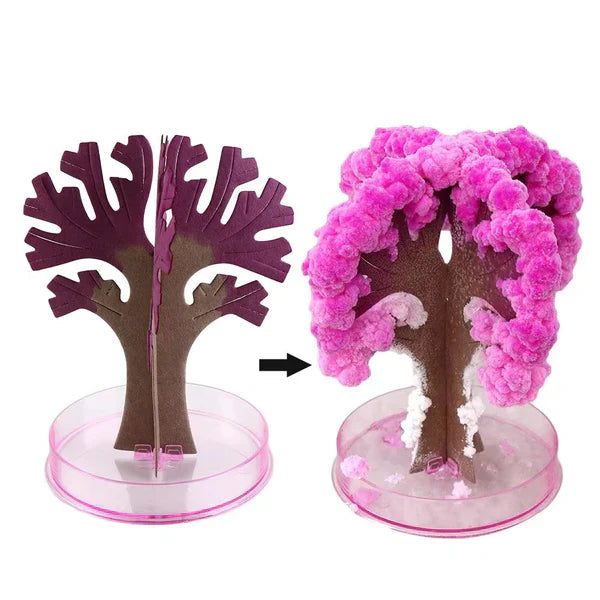Sakura Cherry Blossom Tree - Kalesh Monk