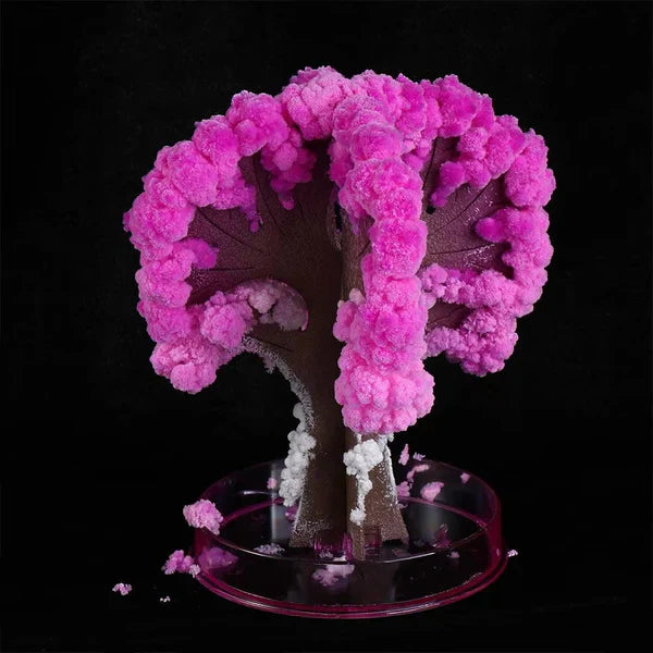 Sakura Cherry Blossom Tree - Kalesh Monk